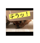 私のチャッピー（個別スタンプ：31）