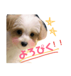堀井さくらちゃん（個別スタンプ：6）
