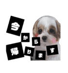 堀井さくらちゃん（個別スタンプ：8）