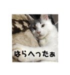 漣太郎（個別スタンプ：1）