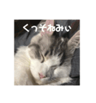 漣太郎（個別スタンプ：2）