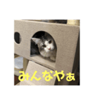 漣太郎（個別スタンプ：5）