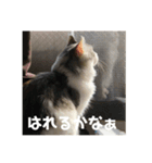 漣太郎（個別スタンプ：6）