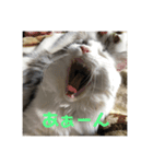 漣太郎（個別スタンプ：7）