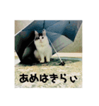 漣太郎（個別スタンプ：8）