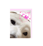 白柴こむぎの了解（個別スタンプ：1）