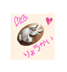 白柴こむぎの了解（個別スタンプ：2）