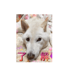 白柴こむぎの了解（個別スタンプ：4）