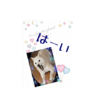 白柴こむぎの了解（個別スタンプ：6）