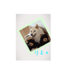 白柴こむぎの了解（個別スタンプ：8）