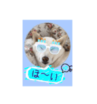 白柴こむぎの了解（個別スタンプ：11）