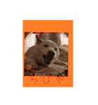 白柴こむぎの了解（個別スタンプ：12）