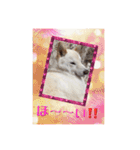 白柴こむぎの了解（個別スタンプ：14）