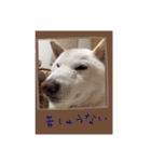 白柴こむぎの了解（個別スタンプ：18）