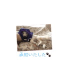 白柴こむぎの了解（個別スタンプ：19）