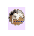 白柴こむぎの了解（個別スタンプ：20）
