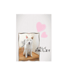 白柴こむぎの了解（個別スタンプ：25）