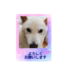 白柴こむぎの了解（個別スタンプ：27）