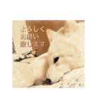 白柴こむぎの了解（個別スタンプ：29）
