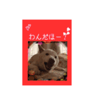 白柴こむぎの了解（個別スタンプ：31）