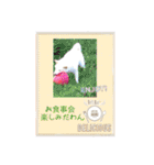白柴こむぎの了解（個別スタンプ：32）