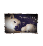 白柴こむぎの了解（個別スタンプ：39）