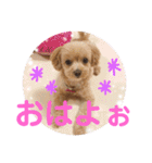 ティアラ ❶（個別スタンプ：2）