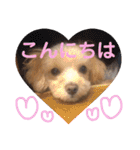 ティアラ ❶（個別スタンプ：3）