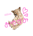 ティアラ ❶（個別スタンプ：4）
