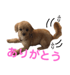 ティアラ ❶（個別スタンプ：13）