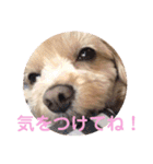 ティアラ ❶（個別スタンプ：28）