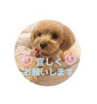 ティアラ ❶（個別スタンプ：30）
