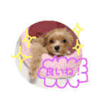 ティアラ ❶（個別スタンプ：31）