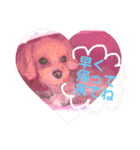 ティアラ ❶（個別スタンプ：35）
