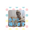 ティアラ ❶（個別スタンプ：36）