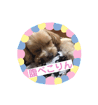 ティアラ ❶（個別スタンプ：37）