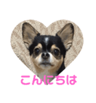 らんでぃ（個別スタンプ：1）