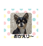 らんでぃ（個別スタンプ：12）