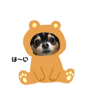 らんでぃ（個別スタンプ：16）