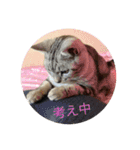 トラ吉だいすき（個別スタンプ：5）