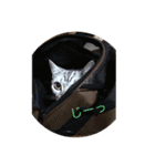トラ吉だいすき（個別スタンプ：6）