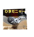 トラ吉だいすき（個別スタンプ：11）