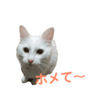 あざとさ100％ きなこ（個別スタンプ：2）