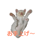 あざとさ100％ きなこ（個別スタンプ：3）