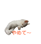あざとさ100％ きなこ（個別スタンプ：4）
