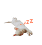あざとさ100％ きなこ（個別スタンプ：5）
