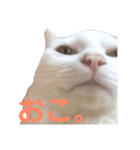 あざとさ100％ きなこ（個別スタンプ：6）