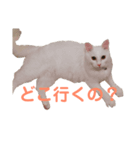 あざとさ100％ きなこ（個別スタンプ：7）