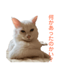 あざとさ100％ きなこ（個別スタンプ：8）