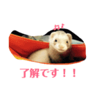 日常で使えるフェレットちゃん（個別スタンプ：4）